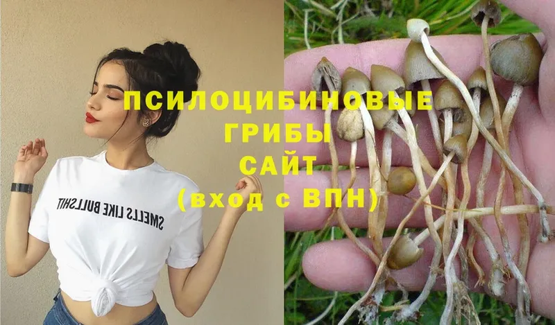 mega ссылка  даркнет телеграм  Галлюциногенные грибы Psilocybine cubensis  сколько стоит  Железногорск 